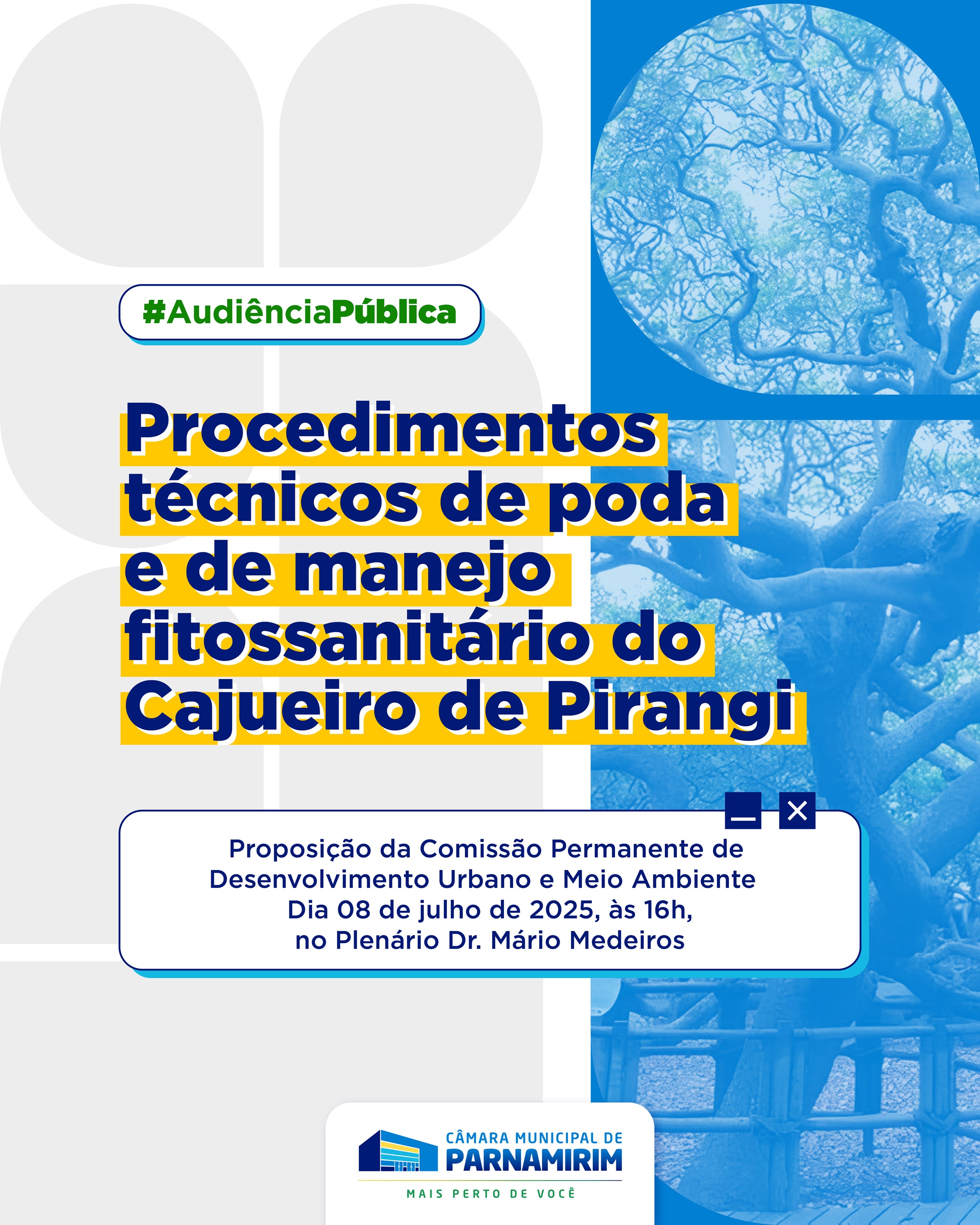 Audiência pública analisará manejo e poda do Cajueiro de Pirangi