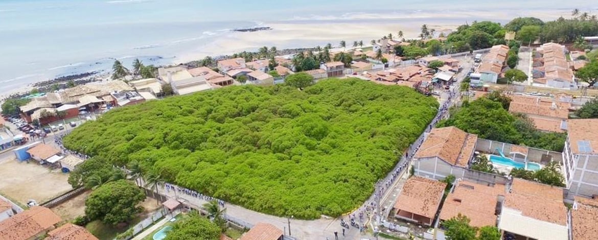 Criação de unidade de conservação do Cajueiro de Pirangi será debatida em Parnamirim
